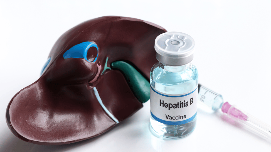 Model of a liver next to a vial labeled 'Hepatitis B Vaccine' and a syringe, symbolizing vaccination as protection against hepatitis B